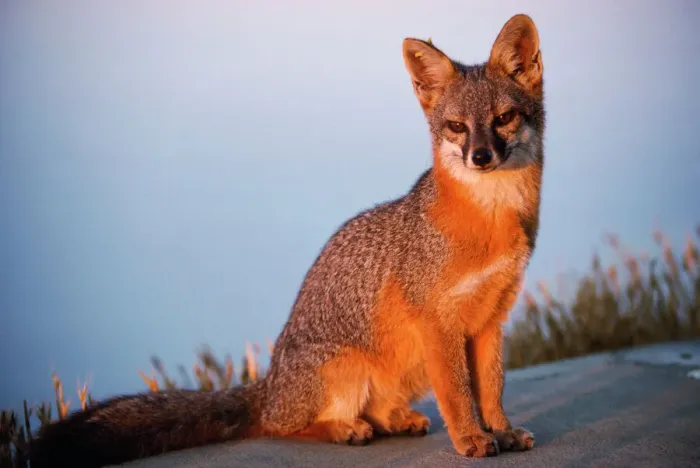 Gerahmter Druck : Insel Grauer Fuchs Gerahmter Druck : Insel Grauer Fuchs