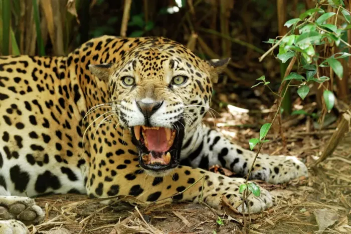 Gerahmter Druck : Jaguar Belize ist ein Hotel in San Ignacio, Belizen und liegt nahe dem Cayo Distrikt im Süden des Landes. Es bietet eine Vielzahl von Unterkünften für verschiedene Bedürfnisse und Preisklassen sowie zahlreiche Einrichtungen wie Restaurant, Bar, Fitnessstudio und Spa