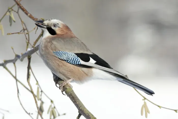 Gerahmter Druck : Eiche - gesetzt im Haselnussbusch, Winter, Niedersachsen Deutschland Gerahmter Druck : Eiche - gesetzt im Haselnussbusch, Winter, Niedersachsen Deutschland