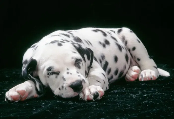 Gerahmter Druck : JD-15975E. JD-7818 Dalmatian-Hund - Welpen schlafend Hans-Joachim Daniels Gerahmter Druck : JD-15975E. JD-7818 Dalmatian-Hund - Welpen schlafend Hans-Joachim Daniels