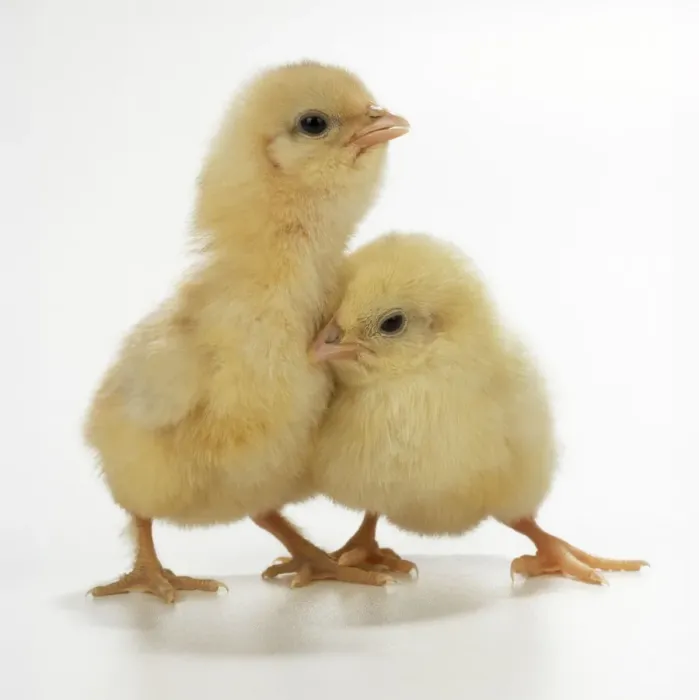 Gerahmter Druck : JD-16864. JD-16884 Huhn - zwei Küken, Frontansicht im Studio Gerahmter Druck : JD-16864. JD-16884 Huhn - zwei Küken, Frontansicht im Studio