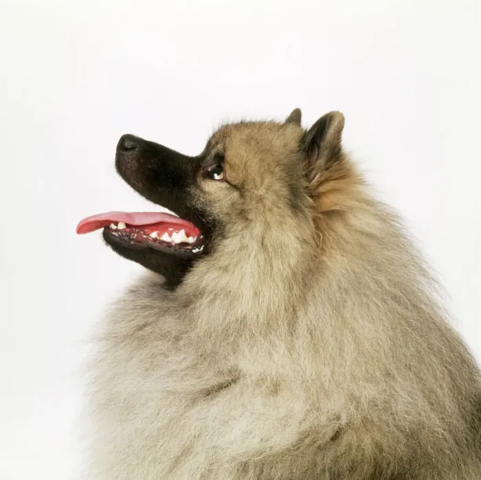 Gerahmter Druck : Keesjohnd Hund Gerahmter Druck : Keesjohnd Hund