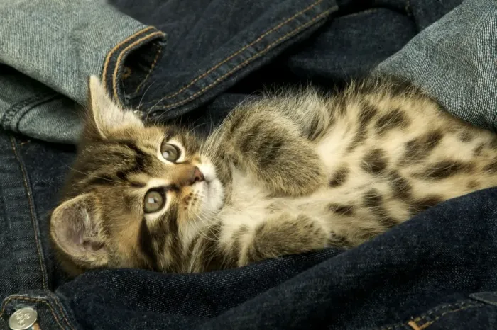 Gerahmter Druck : Katzen in Jeans Gerahmter Druck : Katzen in Jeans