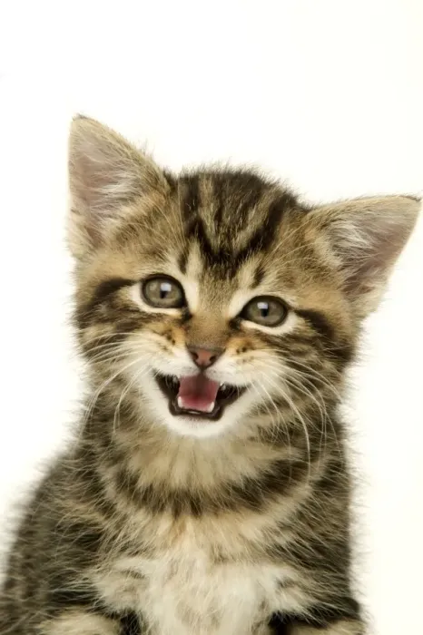 Gerahmter Druck : Katze mit offenen Mündern Gerahmter Druck : Katze mit offenen Mündern