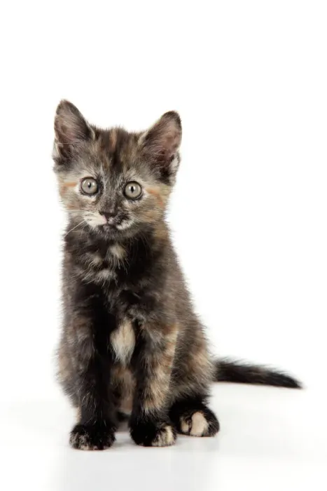Gerahmter Druck : Katze mit Muster, sitzt Gerahmter Druck : Katze mit Muster, sitzt