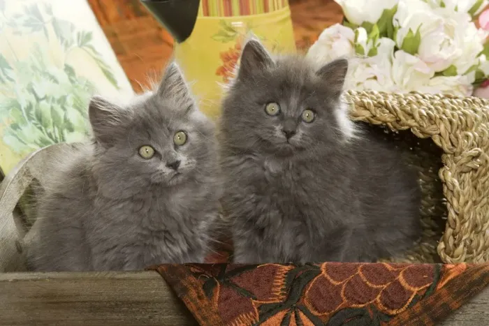 Gerahmter Druck : Zwei graue Katzen Gerahmter Druck : Zwei graue Katzen