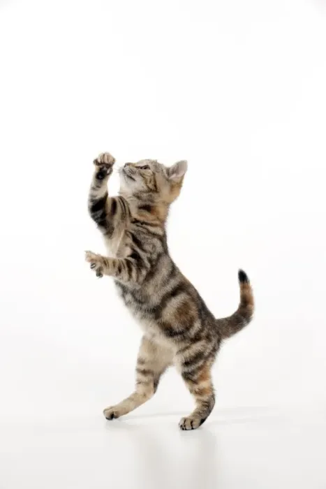 Gerahmter Druck : Katze - Katzenklettern Gerahmter Druck : Katze - Katzenklettern