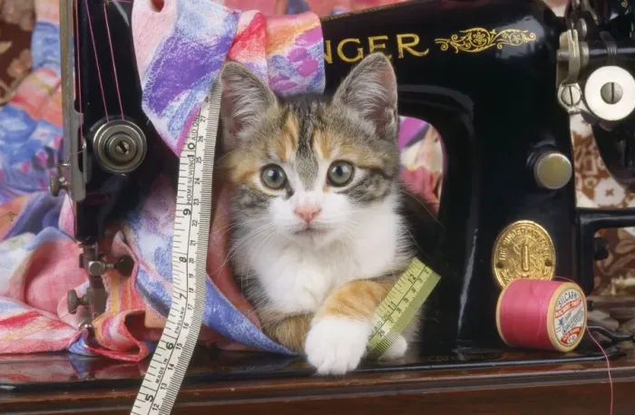Gerahmter Druck : Katze - Katzenkiste mit Nähmaschine Gerahmter Druck : Katze - Katzenkiste mit Nähmaschine