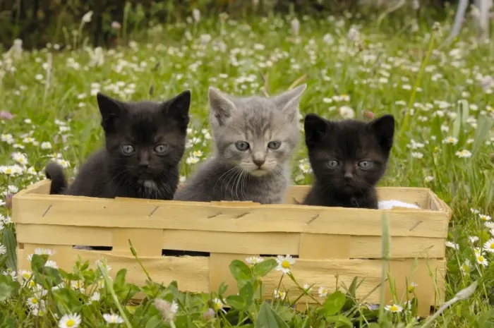 Gerahmter Druck : Katze - Katzen im Korb Gerahmter Druck : Katze - Katzen im Korb