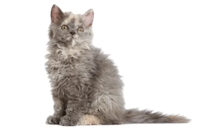 Gerahmter Druck : Katze - Selkirk-Rex-Katzenwelp im Studio Gerahmter Druck : Katze - Selkirk-Rex-Katzenwelp im Studio