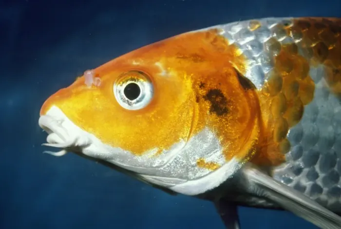 Gerahmter Druck : Karpe Karpfisch Gerahmter Druck : Karpe Karpfisch