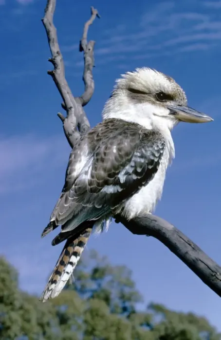 Gerahmter Druck : Kookaburra Gerahmter Druck : Kookaburra