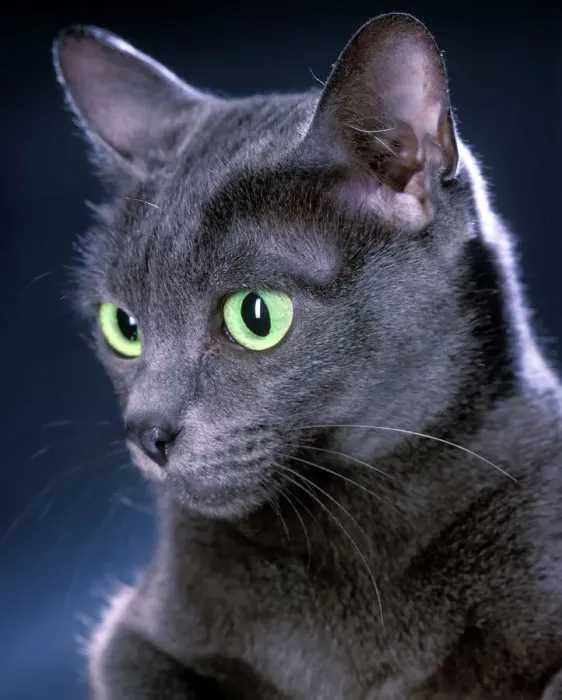 Gerahmter Druck : Korat Katze Gerahmter Druck : Korat Katze