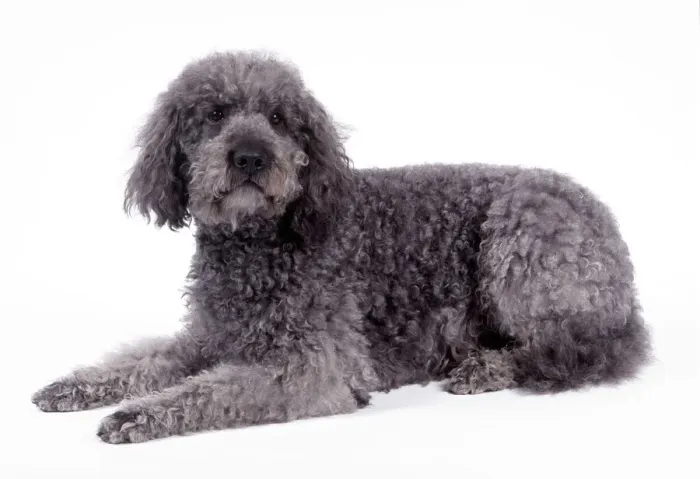 Gerahmter Druck : Labrador Rüdeel Hund Gerahmter Druck : Labrador Rüdeel Hund