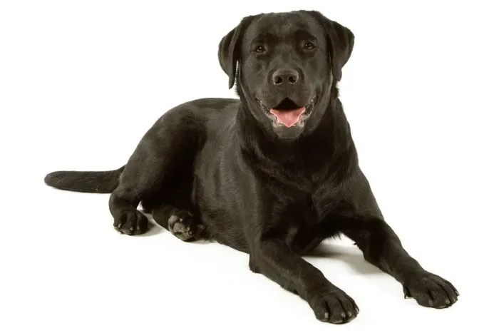 Gerahmter Druck : Labrador - schwarz Gerahmter Druck : Labrador - schwarz