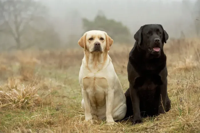 Gerahmter Druck : Labrador - Gelb und schwarz Gerahmter Druck : Labrador - Gelb und schwarz