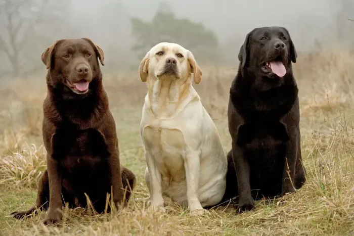 Gerahmter Druck : Labrador - Gelb, schwarz und braun Gerahmter Druck : Labrador - Gelb, schwarz und braun