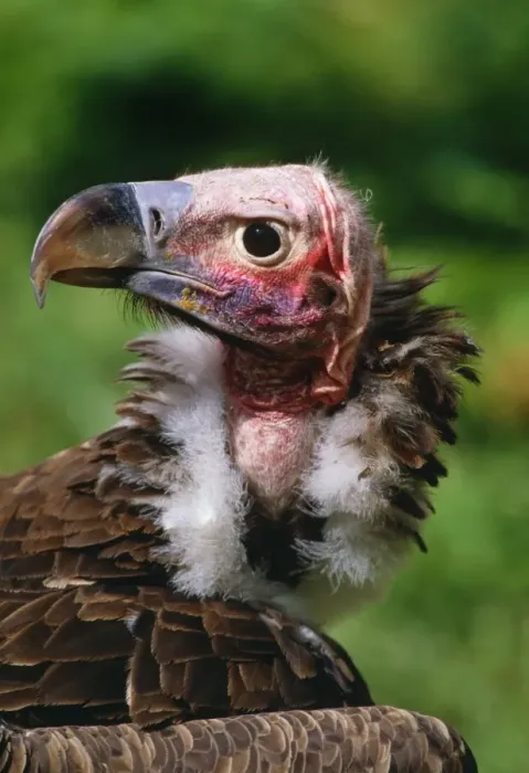 Gerahmter Druck : WeißgesichtsAdler Gerahmter Druck : WeißgesichtsAdler
