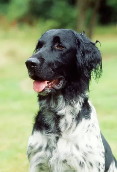 Gerahmter Druck : Großer Münsterscheuerhund Gerahmter Druck : Großer Münsterscheuerhund