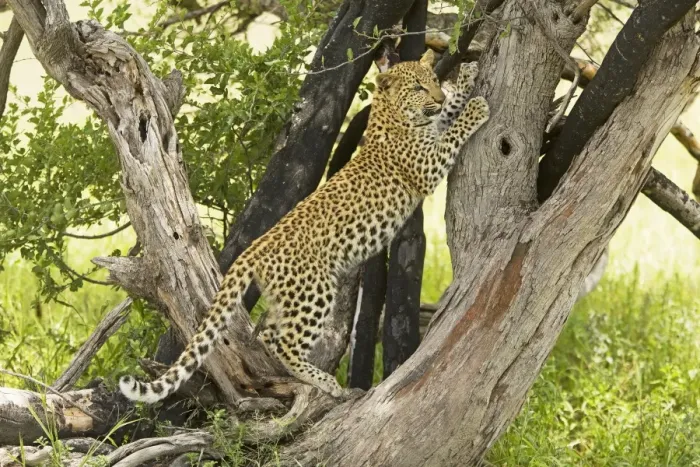 Gerahmter Druck : Löwe - im Baum Afrika Gerahmter Druck : Löwe - im Baum Afrika
