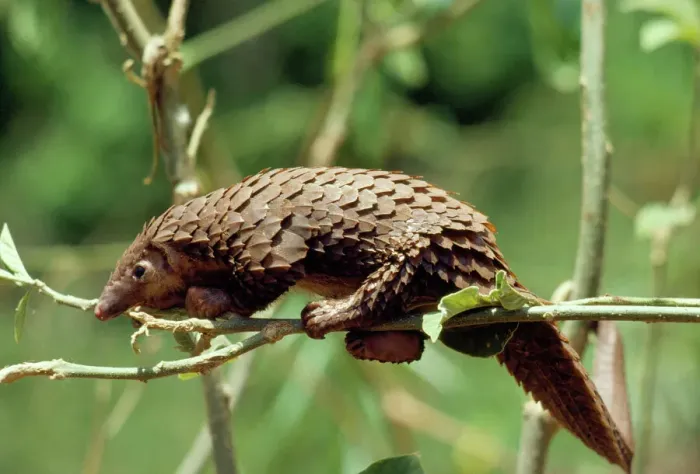 Gerahmter Druck : Langschwanz-Pangolin Gerahmter Druck : Langschwanz-Pangolin