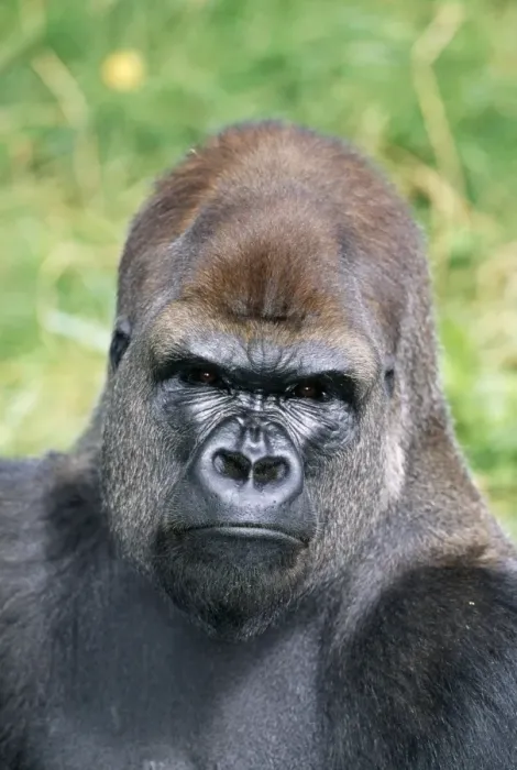 Gerahmter Druck : Niedriglandgorilla Gerahmter Druck : Niedriglandgorilla