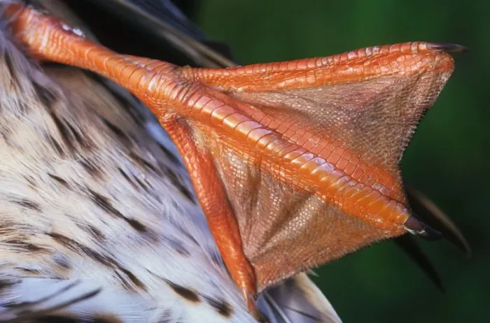 Gerahmter Druck : Weichselfußvogel Gerahmter Druck : Weichselfußvogel