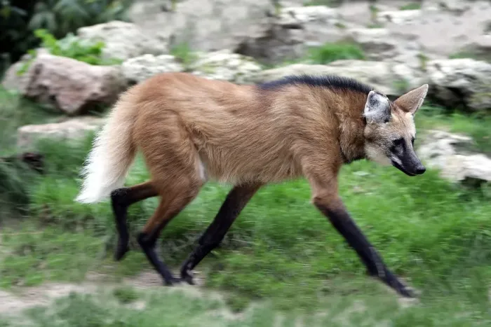 Gerahmter Druck : Mannwölfe. WAT-9405 Fuchsrote Löwe Chrysocyon brachyurus Verteilung