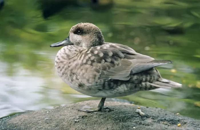 Gerahmter Druck : Marmurierte Blaenduck Gerahmter Druck : Marmurierte Blaenduck