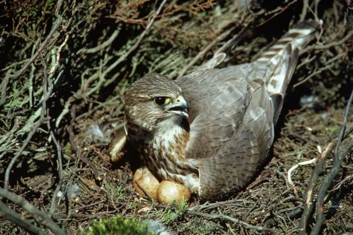 Gerahmter Druck : Der Merlin brütet Gerahmter Druck : Der Merlin brütet