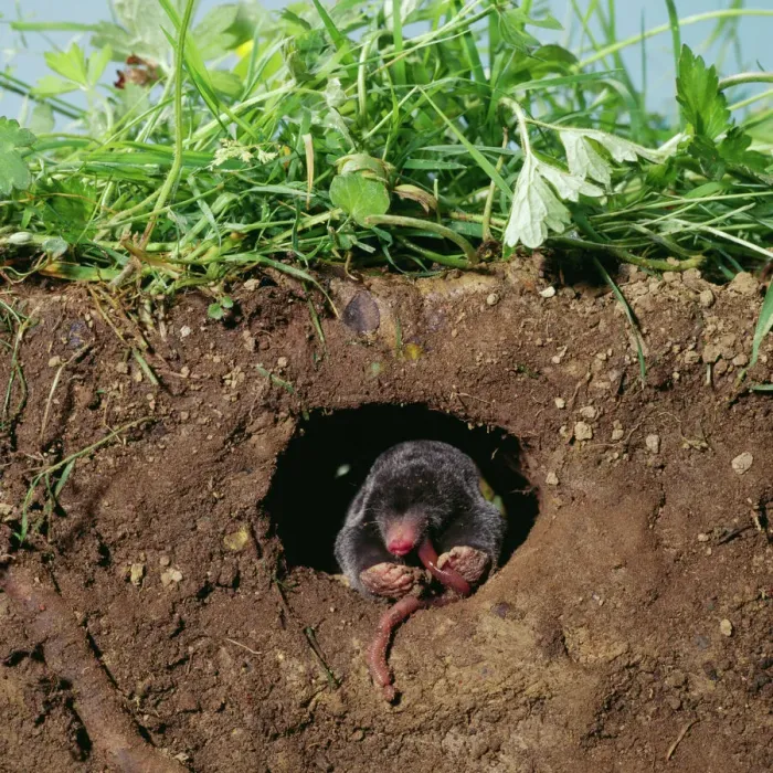 Gerahmter Druck : Wurm, der unterirdisch gefressen wird von einer Mole Gerahmter Druck : Wurm, der unterirdisch gefressen wird von einer Mole