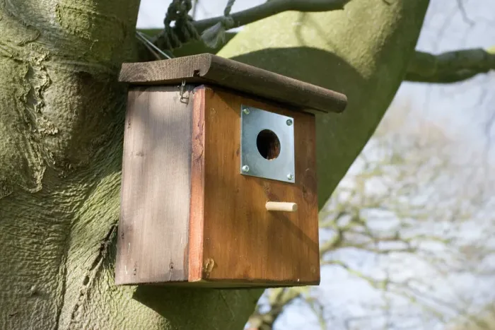 Gerahmter Druck : Kästchen für Blaumeisen auf Eiche im Cotswold, Großbritannien. Die Metallplatte um den Eingang schützt die Nestvögel vor Angriffen von Riesenfressern Gerahmter Druck : Kästchen für Blaumeisen auf Eiche im Cotswold, Großbritannien. Die Metallplatte um den Eingang schützt die Nestvögel vor Angriffen von Riesenfressern
