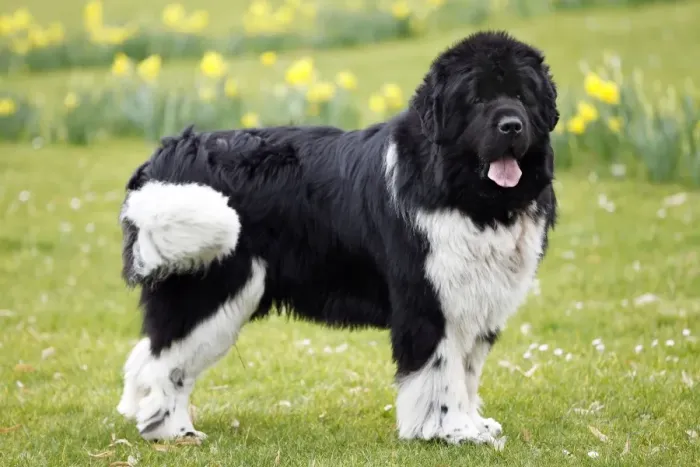 Gerahmter Druck : Neufundland-Hund Gerahmter Druck : Neufundland-Hund