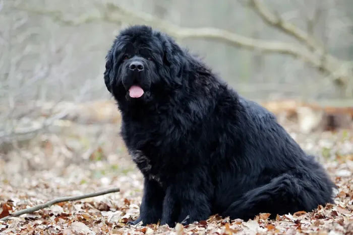 Gerahmter Druck : Neufundland-Hund Gerahmter Druck : Neufundland-Hund