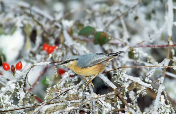 Gerahmter Druck : Nuthatch im Winter Gerahmter Druck : Nuthatch im Winter