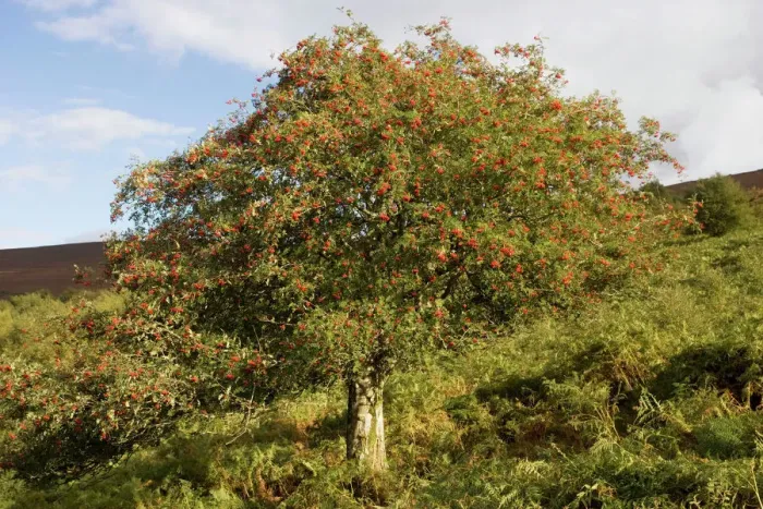 Gerahmter Druck : Alter Eiche am Hang des Dunkery Beacon, Exmoor im Fruchtstand