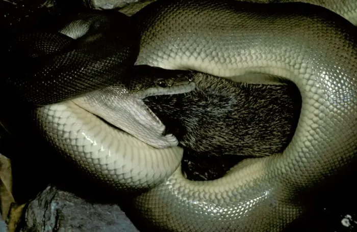 Gerahmter Druck : Oliven python - Ein Bandikot auf dem Essen. Erwachsene können ein so großes Beute als eine Felskänguru fressen, Nordaustralien JPF00081 Gerahmter Druck : Oliven python - Ein Bandikot auf dem Essen. Erwachsene können ein so großes Beute als eine Felskänguru fressen, Nordaustralien JPF00081