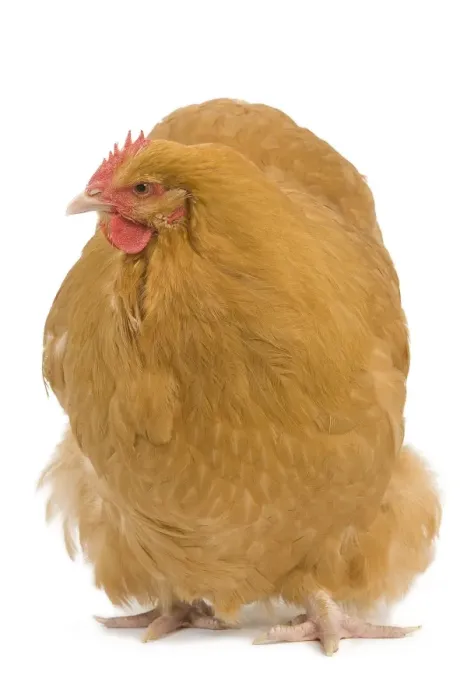 Gerahmter Druck : Orpington Huhn - im Studio Gerahmter Druck : Orpington Huhn - im Studio