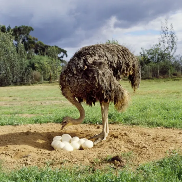 Gerahmter Druck : Weißhuhn - im Nest mit Eiern Gerahmter Druck : Weißhuhn - im Nest mit Eiern