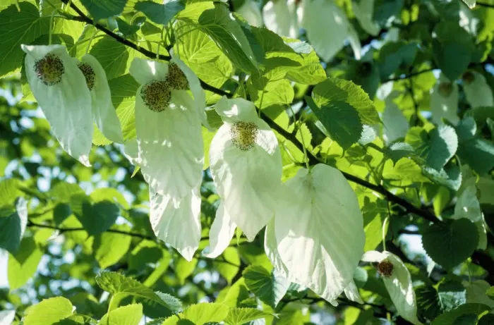 Gerahmter Druck : Papierhandtuchbaum Gerahmter Druck : Papierhandtuchbaum