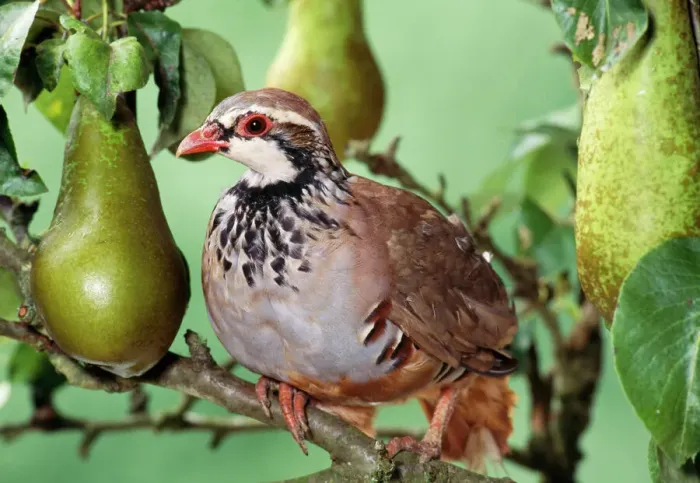 Gerahmter Druck : Erdbeere im Apfelbaum Gerahmter Druck : Erdbeere im Apfelbaum