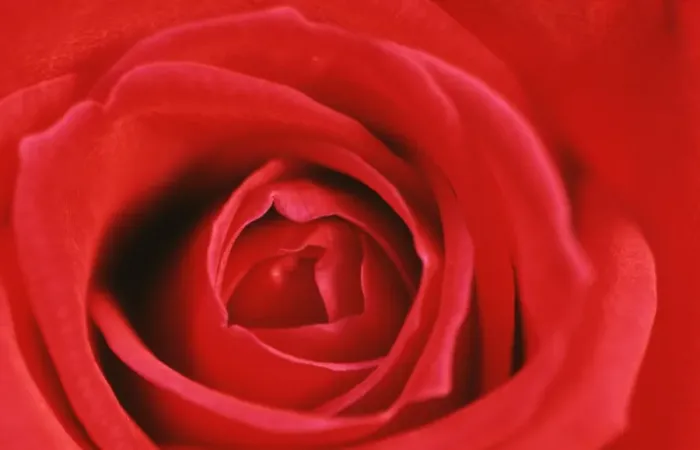 Gerahmter Druck : Herz einer roten Rosenblume Gerahmter Druck : Herz einer roten Rosenblume