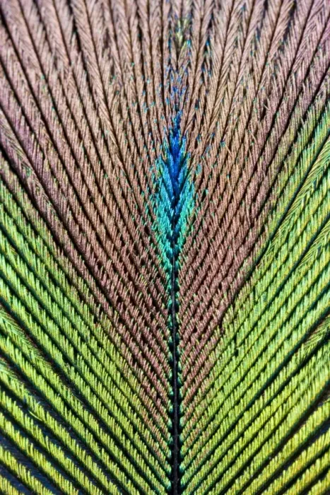 Gerahmter Druck : Schatz der männlichen Peacocks Gerahmter Druck : Schatz der männlichen Peacocks