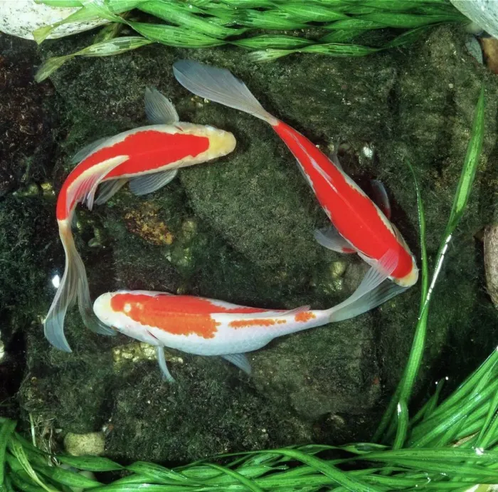 Gerahmter Druck : Rot Kometa Golfish - 3 vom Oben Gerahmter Druck : Rot Kometa Golfish - 3 vom Oben