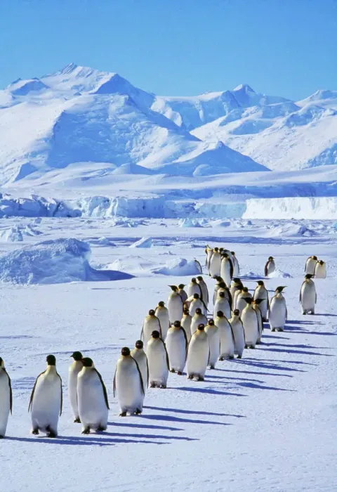 Gerahmter Druck : Kaiserpinguin Gerahmter Druck : Kaiserpinguin