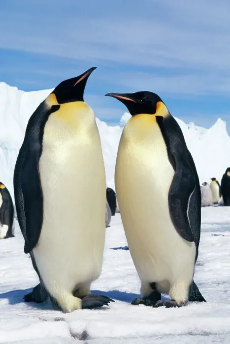 Gerahmter Druck : Kaiserpinguin Gerahmter Druck : Kaiserpinguin