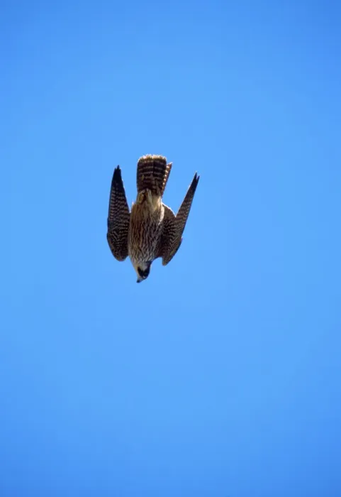 Gerahmter Druck : Bergfalke - Stößen Gerahmter Druck : Bergfalke - Stößen