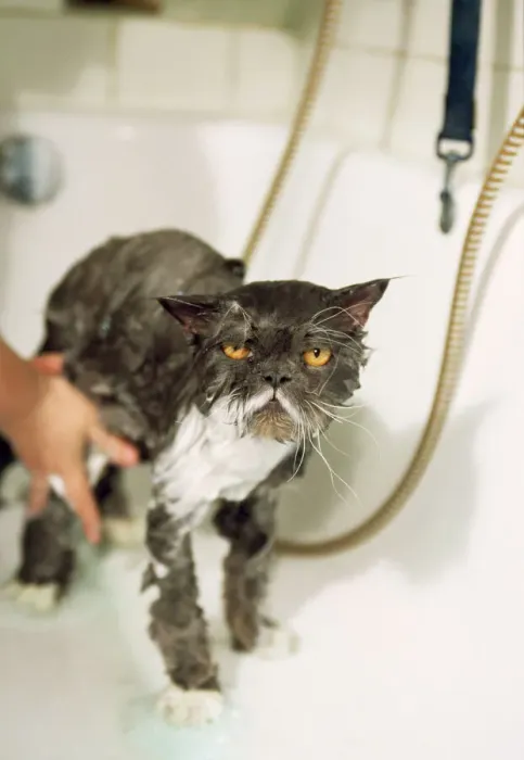 Gerahmter Druck : Perzische Katze - stehend im Bad, sich waschen lässt Gerahmter Druck : Perzische Katze - stehend im Bad, sich waschen lässt