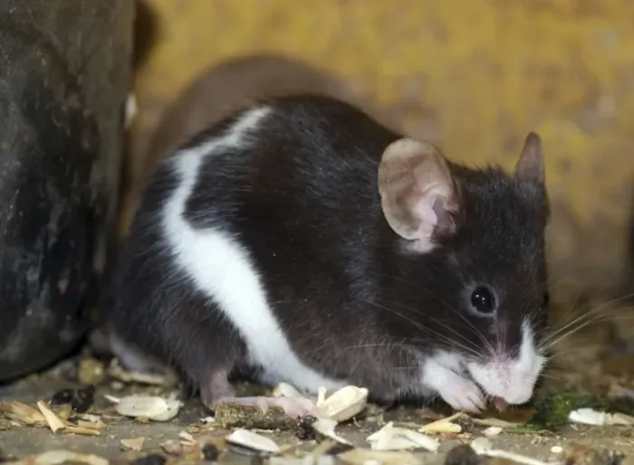 Gerahmter Druck : Weißfuchs. PM-10137 Graubärige Maus Mus musculus Pat Morris Bitte beachten Sie Gerahmter Druck : Weißfuchs. PM-10137 Graubärige Maus Mus musculus Pat Morris Bitte beachten Sie
