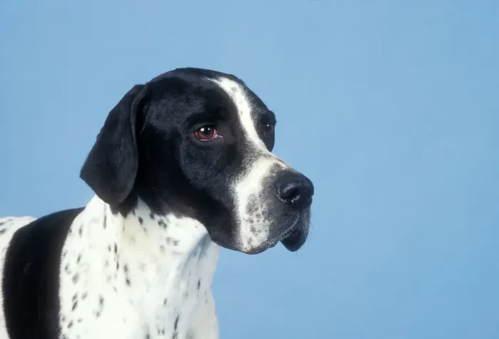 Gerahmter Druck : Punktierhund Gerahmter Druck : Punktierhund